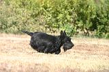 SCOTTISH TERRIER 282